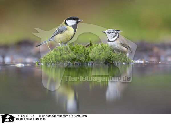 crested tit and great tit / DV-03775