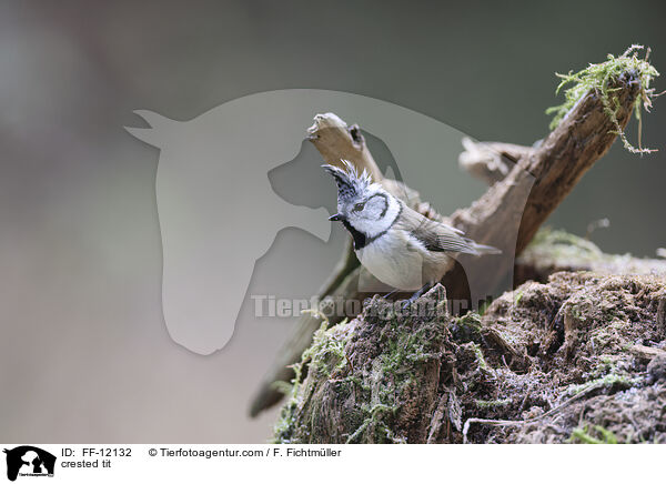 crested tit / FF-12132