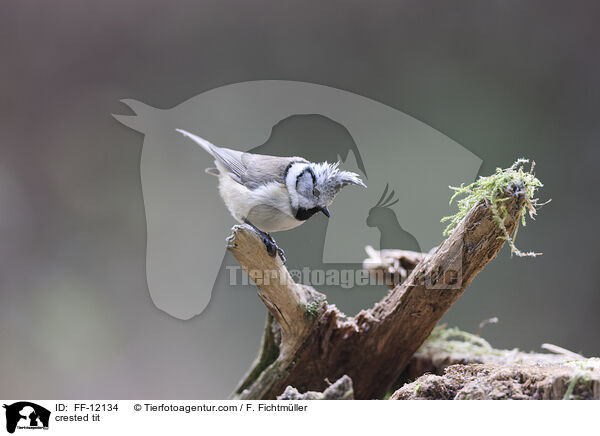 crested tit / FF-12134