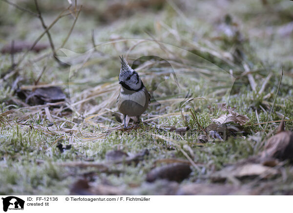 Haubenmeise / crested tit / FF-12136