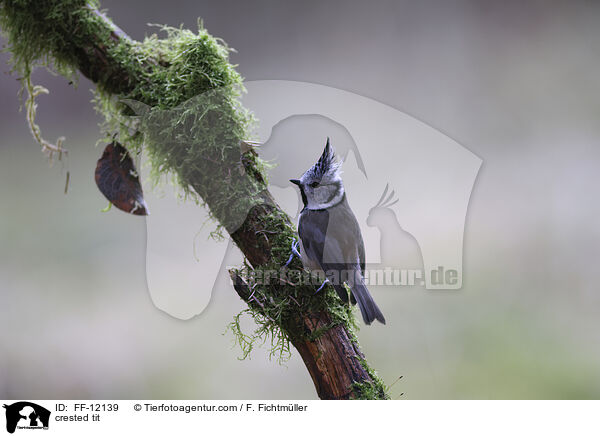 Haubenmeise / crested tit / FF-12139