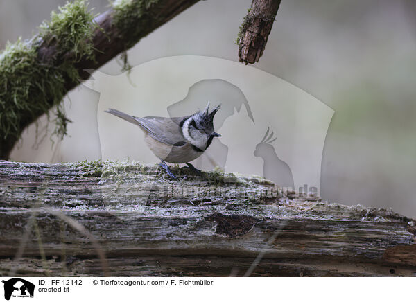 crested tit / FF-12142