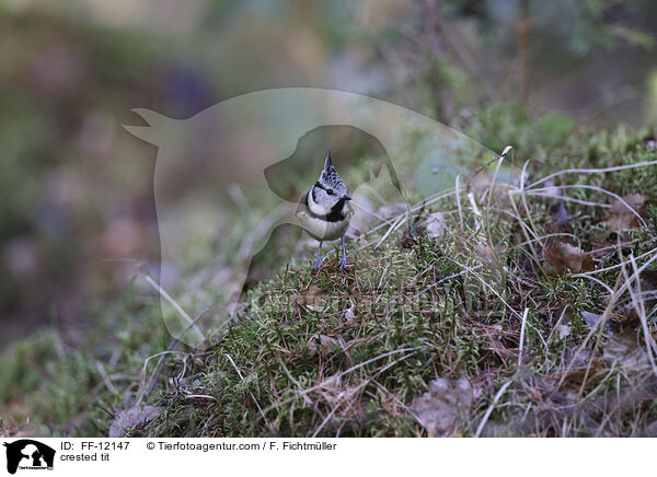 crested tit / FF-12147