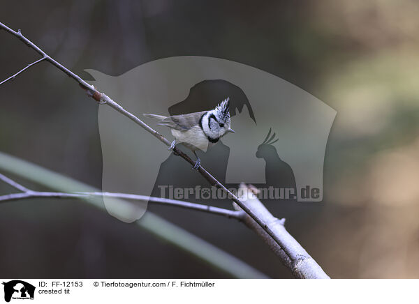Haubenmeise / crested tit / FF-12153