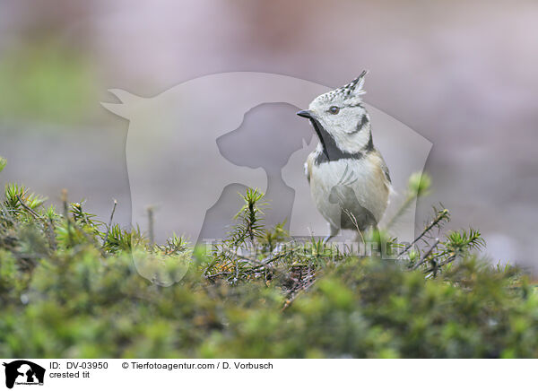 crested tit / DV-03950