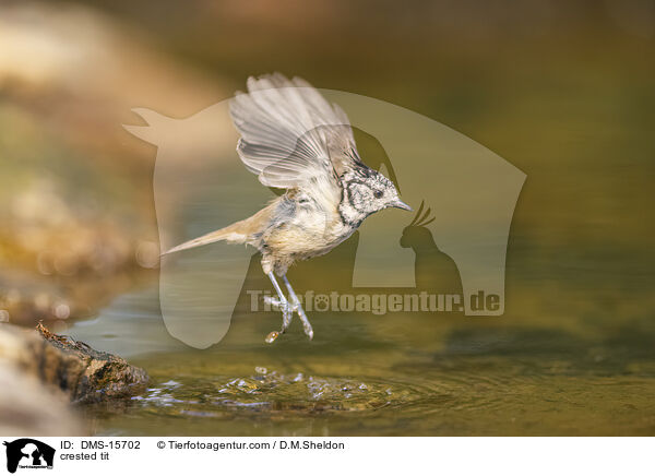 Haubenmeise / crested tit / DMS-15702