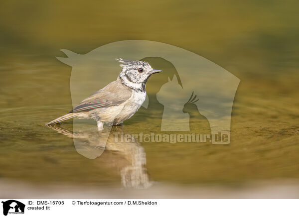 Haubenmeise / crested tit / DMS-15705
