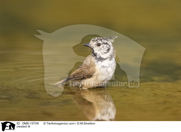 crested tit / DMS-15706
