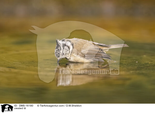 crested tit / DMS-16180