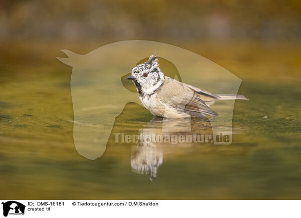 Haubenmeise / crested tit / DMS-16181