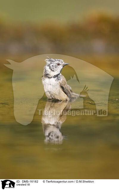 Haubenmeise / crested tit / DMS-16182