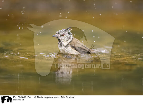 crested tit / DMS-16184
