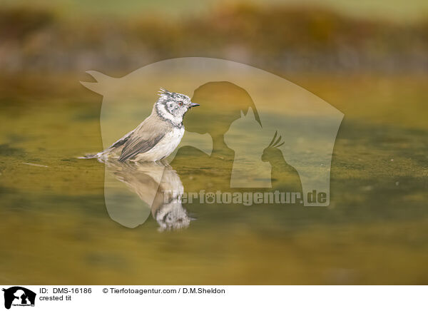 crested tit / DMS-16186