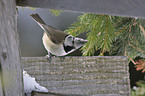 crested tit