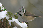 crested tit