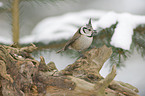 crested tit