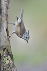 crested tit