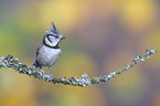 crested tit