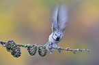 crested tit