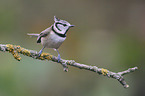 crested tit