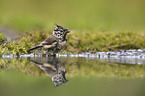 crested tit