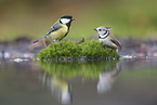 crested tit and great tit