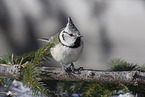 crested tit