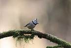 crested tit