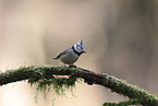 crested tit