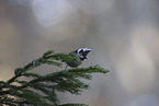 crested tit