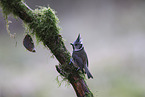 crested tit