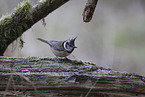 crested tit