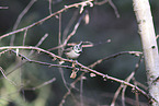 crested tit