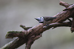 crested tit