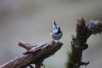 crested tit