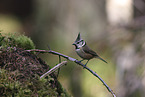 crested tit