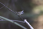 crested tit