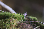 crested tit