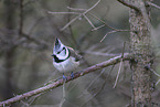 crested tit