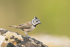 crested tit
