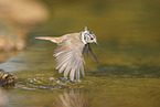 crested tit
