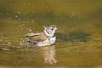 crested tit
