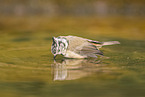 crested tit