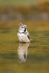 crested tit