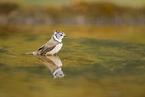 crested tit