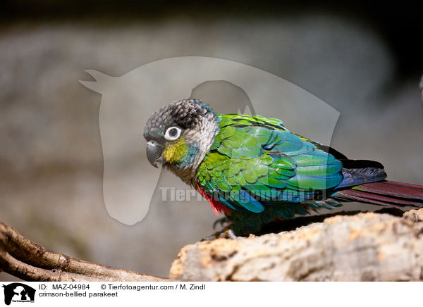 crimson-bellied parakeet / MAZ-04984