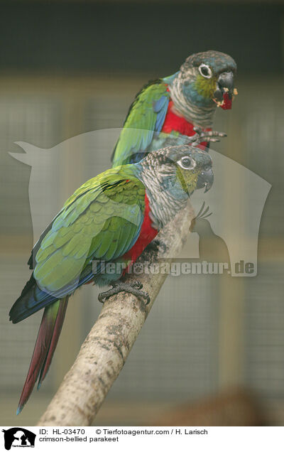 crimson-bellied parakeet / HL-03470