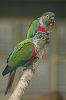 crimson-bellied parakeet