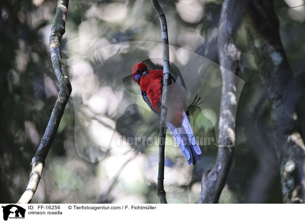 Pennantsittich / crimson rosella / FF-16256