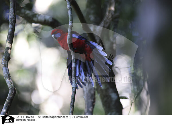 Pennantsittich / crimson rosella / FF-16258